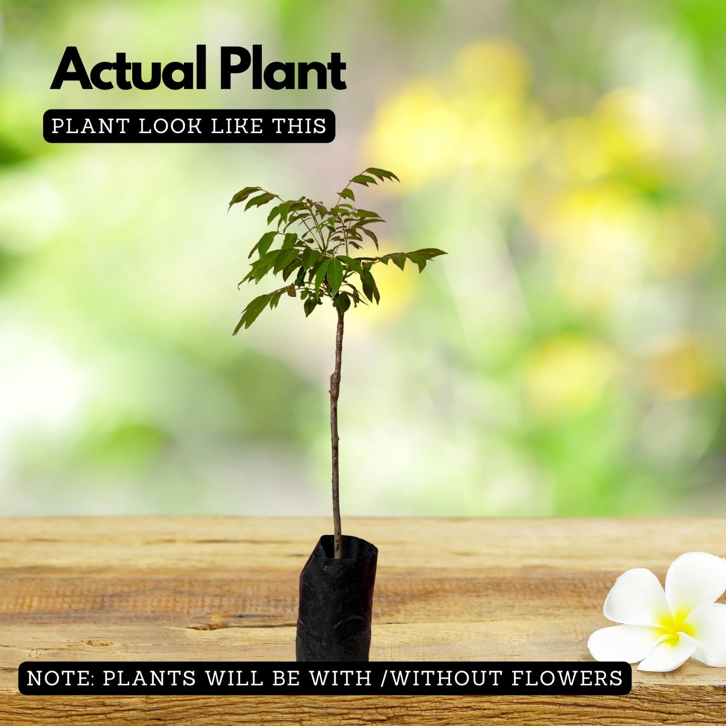 Hug A Plant | Sweet Ambazham/Ambarella (Grafted) (Spondias mombin) Fruit Live Plant (Home & Garden)