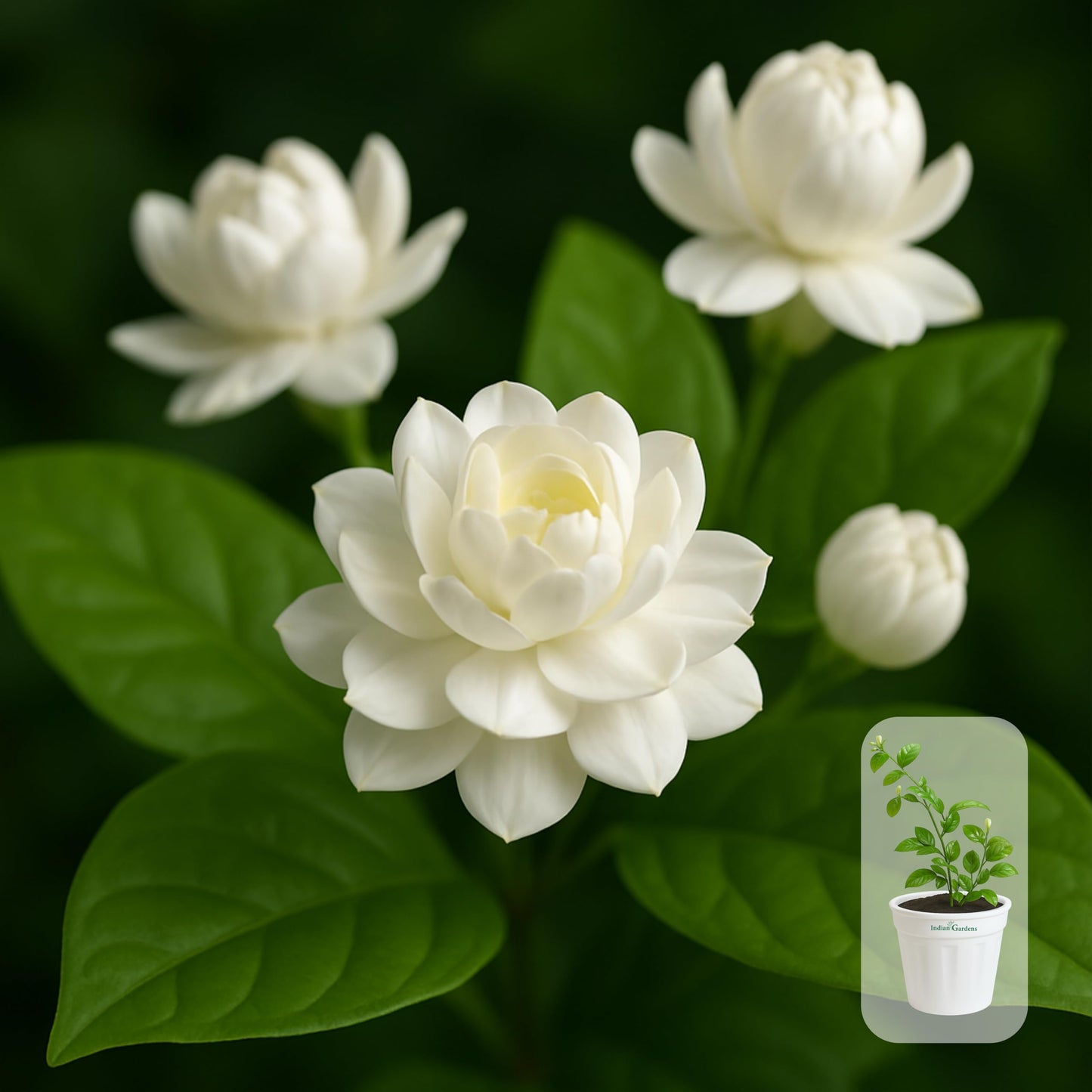 Indian Gardens - 5 Layer/Arabian Jasmine Jasmine live plant | Indoor & Outdoor Plant | sambac White | 4 inch (Min : 2)