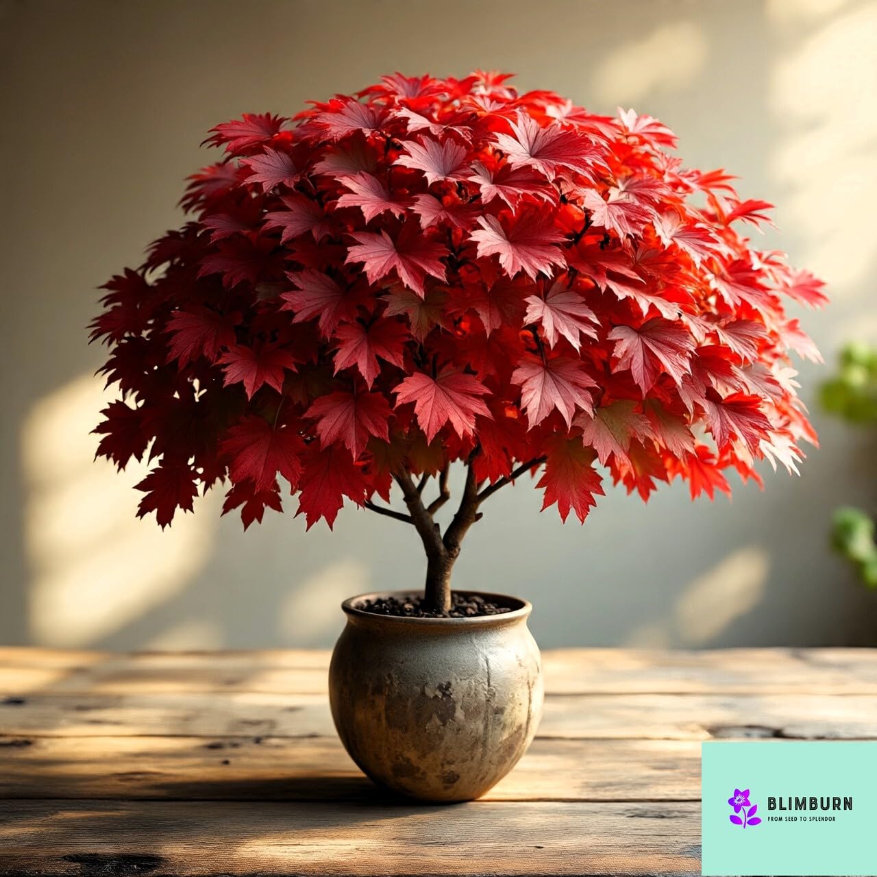 40+ Seeds- Redleaf Maple Acer Tree Seeds - Grow Indoor & Outdoor - All Seasons