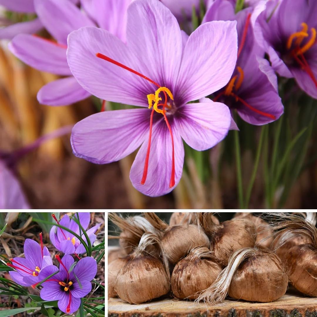 Seeds Ville Saffron Autumn Blooming Crocus Sativus Live Plant Black Pot