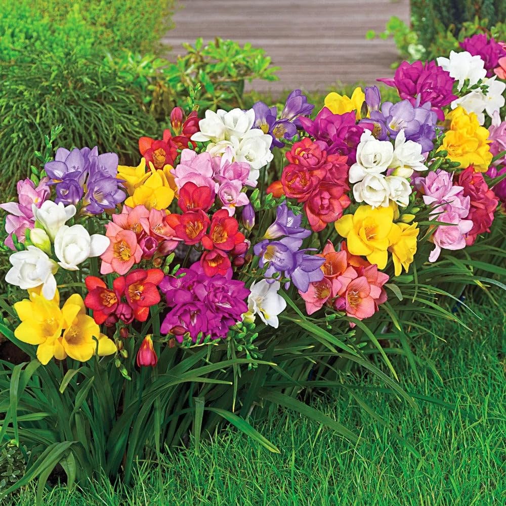 Greens Freesia Multicolor Flower Bulbs For Indoor/Outdoor Gardening (Set Of 10 Bulbs)