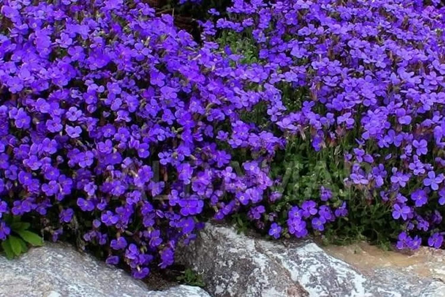50 Aubrieta False Rock Cress Seeds - Purple & Lilac Ground Cover Blend - Non-GMO Aubrieta Hybrida Perennial Flower Seeds for Planting, Grow All Year Round