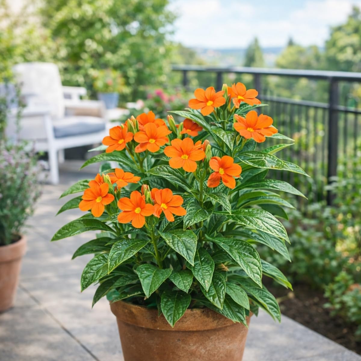 Seeds Ville Kanakambaram Crossandra Live Flowering Plant in Pot