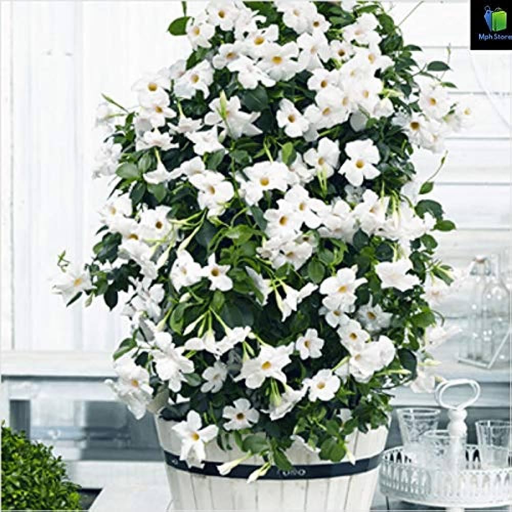 35+ Seeds- White Hybrid All Seasons Mandevilla Vine Flower Seeds- Grow All India