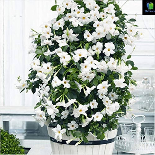 35+ Seeds- White Hybrid All Seasons Mandevilla Vine Flower Seeds- Grow All India
