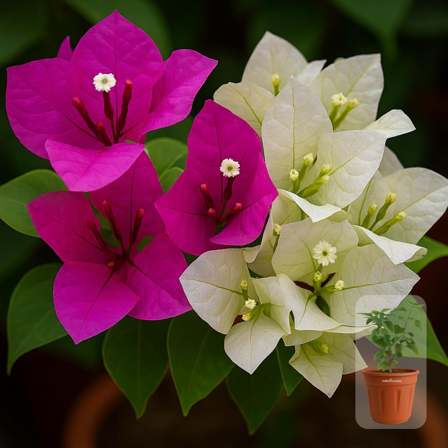 Indian Gardens - Bougainvillea Glabra live plant | Indoor & Outdoor Plant | Nyctaginaceae | Paper Flower (Yellow, 6" Terracotta)