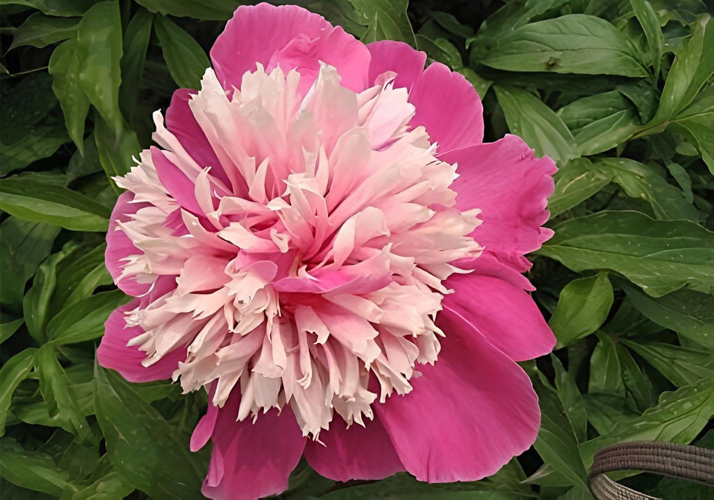 75+ Peony Mixed Flower Seeds For Planting- Double Beautiful Perennial Dwarf Plant Garden