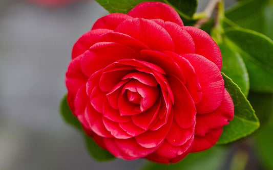 Red Camellia Flower Live Plant (PACK OF-1) Plant Height 1.5 Ft To 2 Ft - Seeds Ville