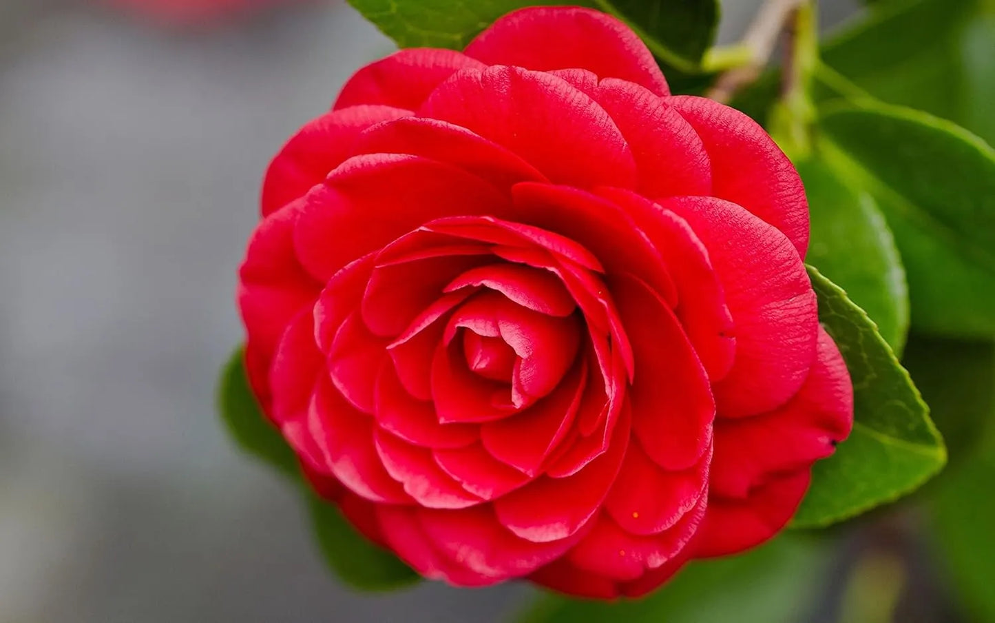 Red Camellia Flower Live Plant (PACK OF-1) Plant Height 1.5 Ft To 2 Ft - Seeds Ville