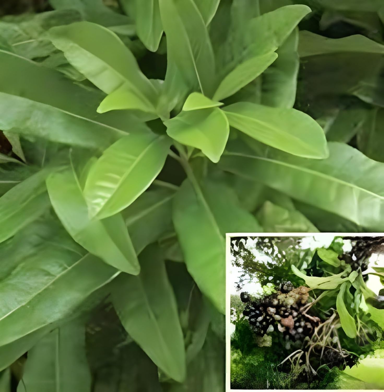 All Spice Plant/Sarvasugandhi/Jamaica pepper (Pimenta dioica) Flowering/Ornamental/Medicinal Meat Masala Live Plant