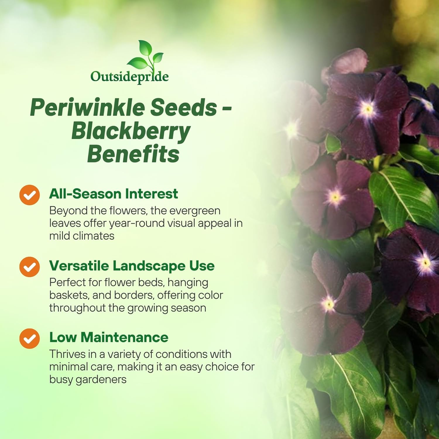Seeds Ville 50 Seeds Annual Vinca Periwinkle BlackBerry Sadabahaar Ground Cover & Flower Seed for Planting - Seeds Ville