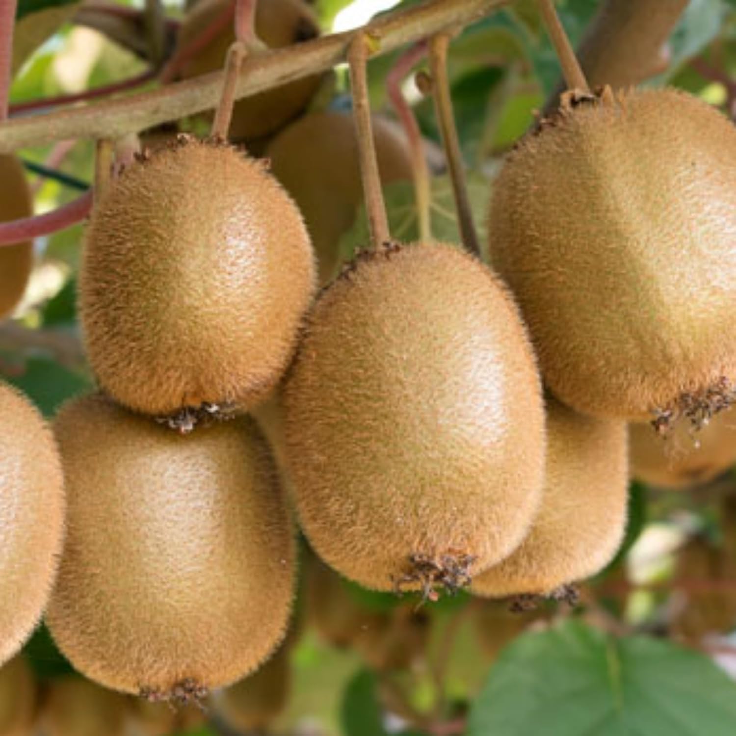 Kiwi Plant – Live Grafted Fruit Vine for Home Garden | Cold-Hardy, Fast-Growing Climber in Pot | Organic Kiwi Sapling (1)