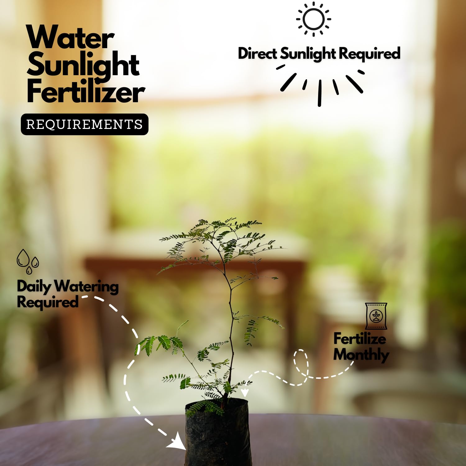 Hug A Plant | Karingali, Cutch Tree, Black Catechu, Black Cutch (Acacia Catechu) Medicinal Live Plant (Home & Garden)