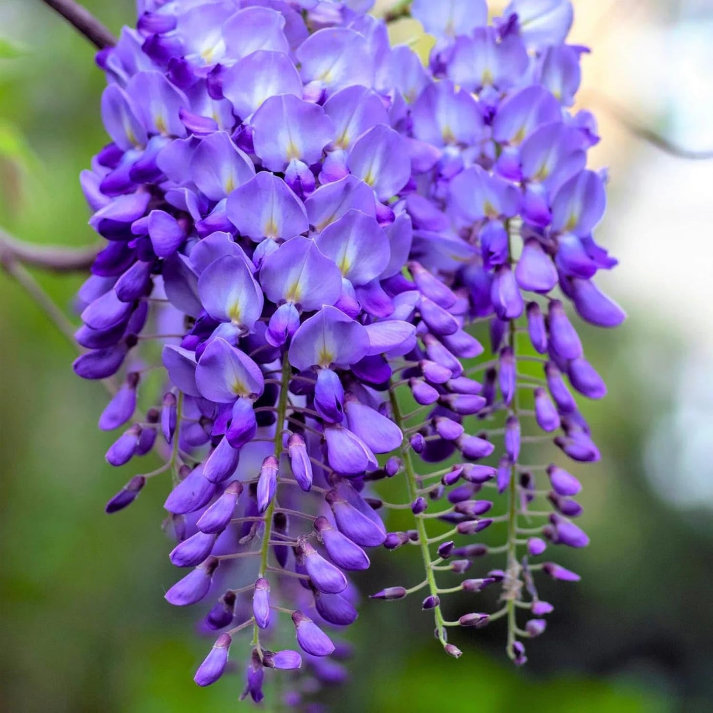 Seeds Ville Purple Wisteria Live Plant Grafted Blooming Tree