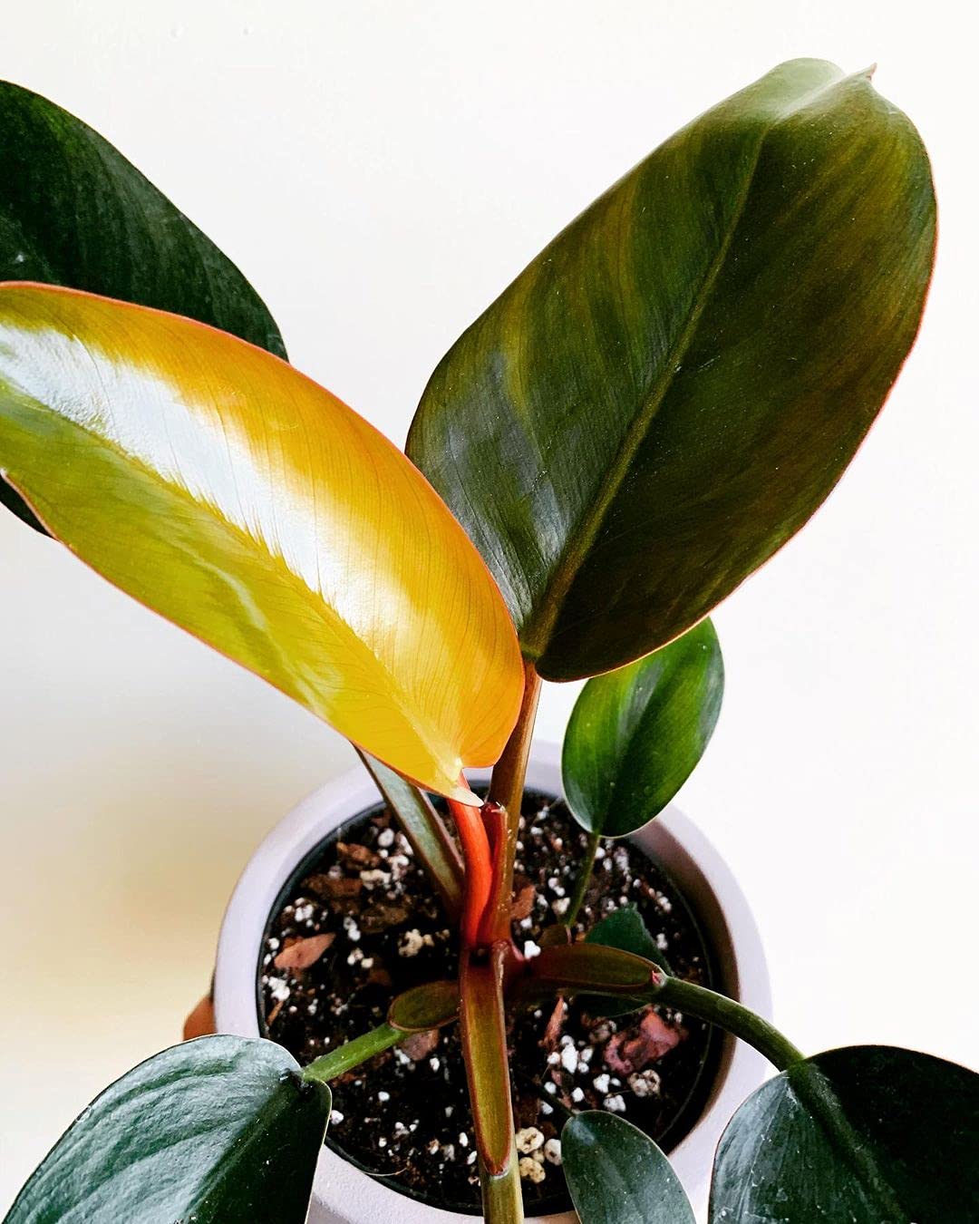 LittleJungle Philodendron Micans - Live Plant with 5.5 Inches White Decor Pot | Indoor Plants For Home | Live Plants Indoor | Air Purifying Plant | Live Plant With Pot For Home Decor |