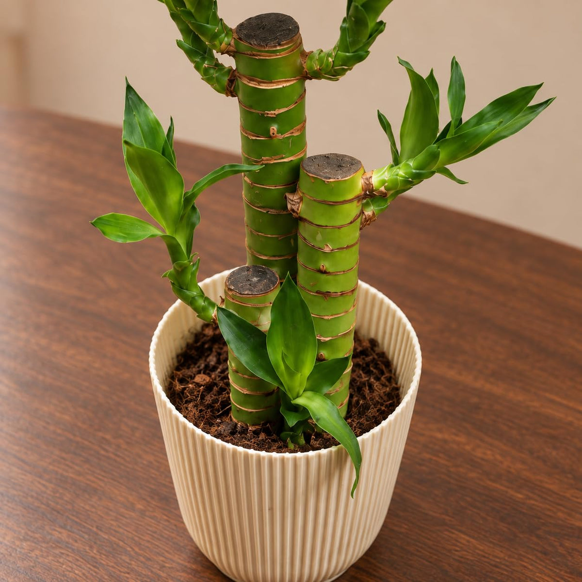 Seeds Ville Lotus Lucky Bamboo Live Indoor Decor Plant