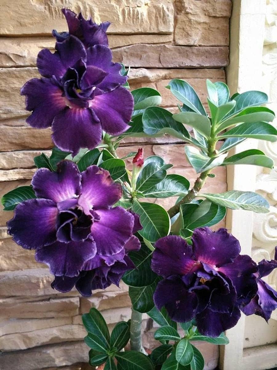 Seeds Ville Violet Grafted Adenium Live Flowering Plant Pack of 1