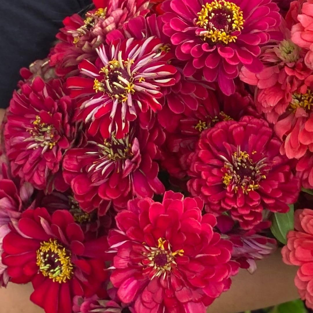 50 Seeds- Zinnia Benary Giant Deep Red Annual Flower Seeds - Seeds Ville