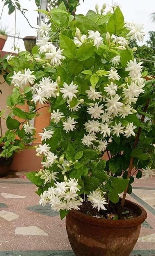 Bahan Traders Live Root Jasmine Plant Highly Fragrant Bela/Jui Flower Plants Live White Mogra/Jasminum sambac/Arabian Jasmine with Grower's Pot/Bag For Home Garden (Pack Of 1) - Seeds Ville