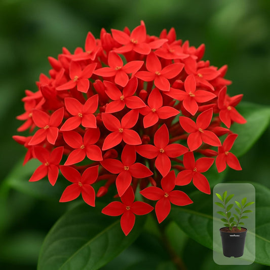 Indian Gardens - Ixora Mini Coccinea Red | Jungle geranium | Flame of the woods | Jungle flame | pendkuli live plant Outdoor Plant with 4 Inch Pot