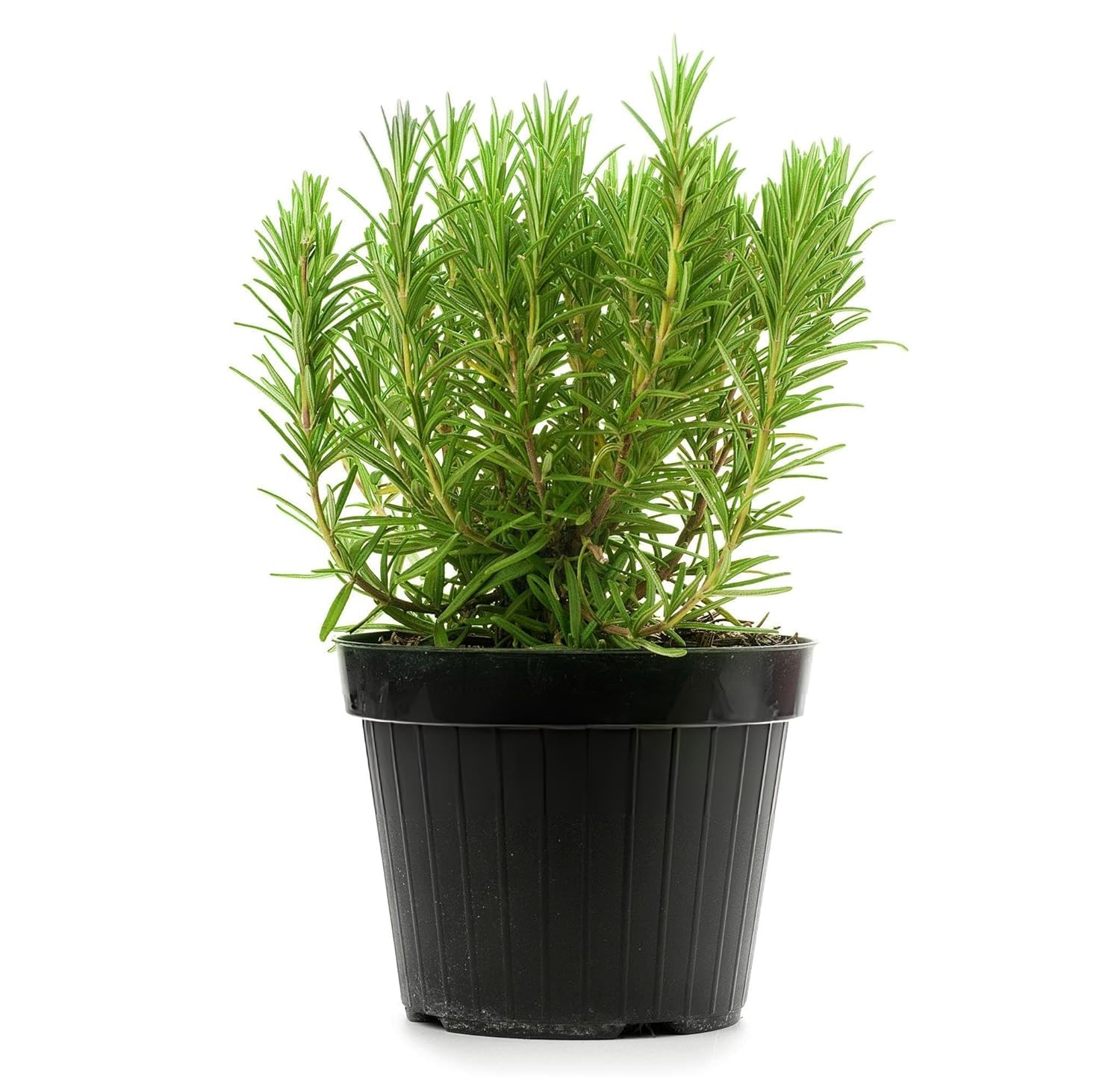 FairyZone Live Blueberry Plant I High Bush Star Blueberry Variety Plant I With Black Plastic Pot