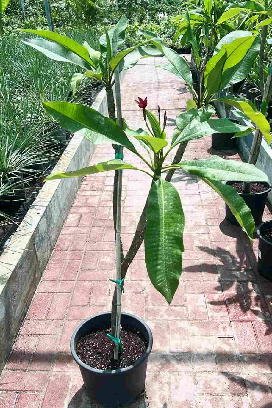 Seeds Ville Rare Red Plumeria Live Plant Pack of 1