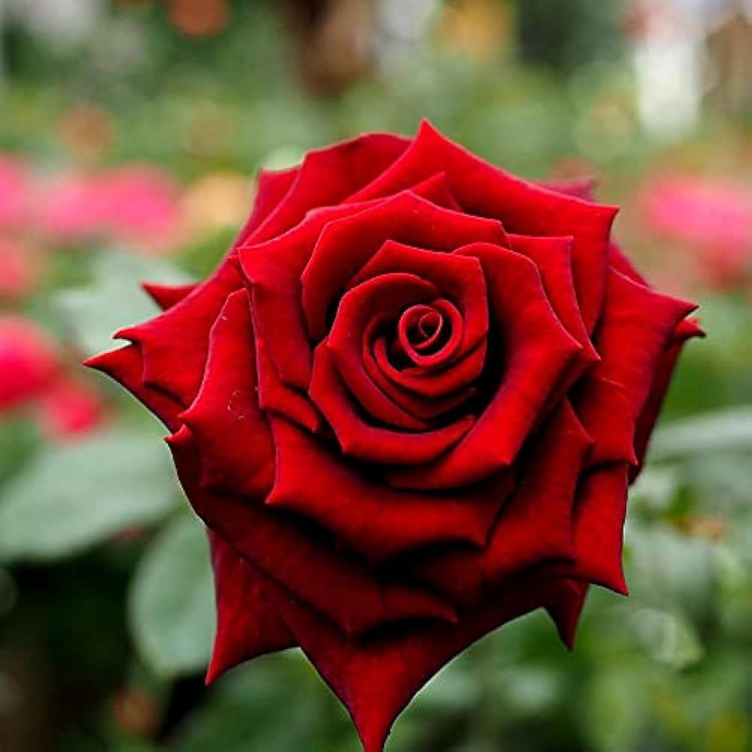 Red King Of Rose Fragrant Flower Live Plants & Tree(1-2 Feet Size)