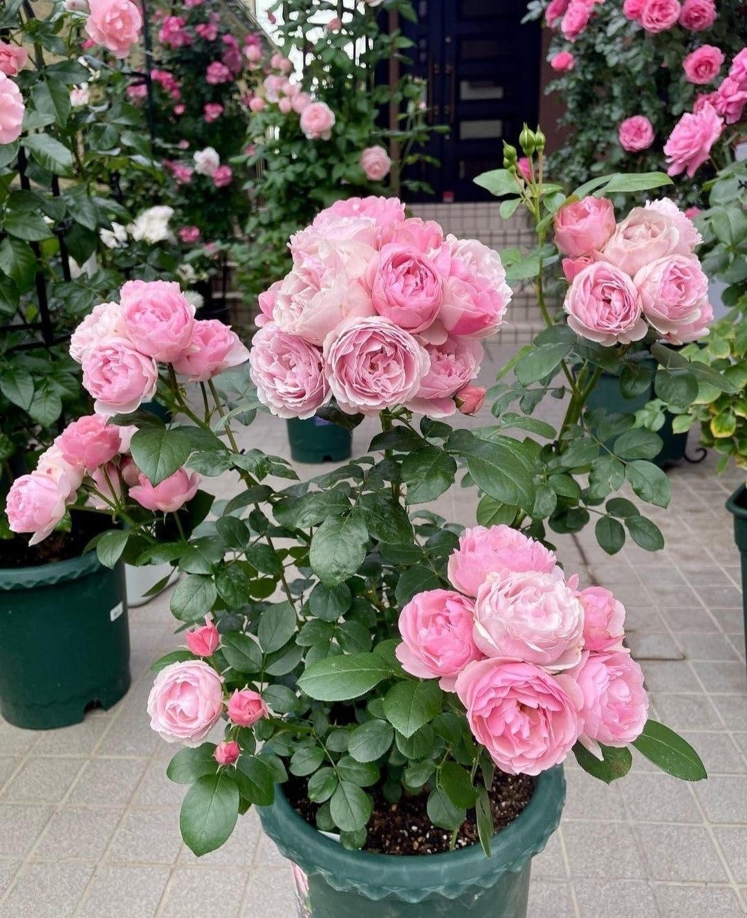 Imported Climbing Rose Flower seeds for Home and Kitchen Gardening Pack 80 to 100 seeds (MIXEDCOLOR SHADE-3)
