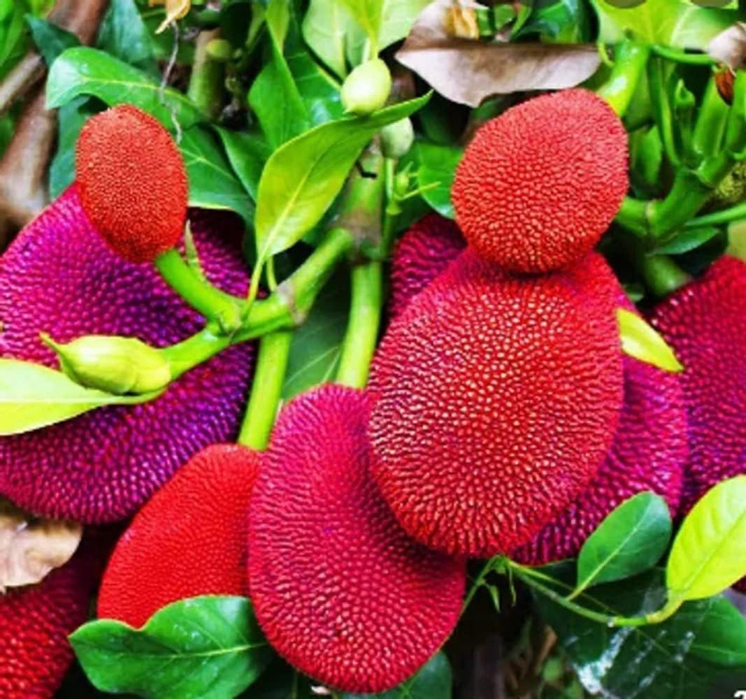 GRAFTED- BLACK MULBERRY Fruit Tree- (PACK OF 2) Live Outdoor Garden Plant