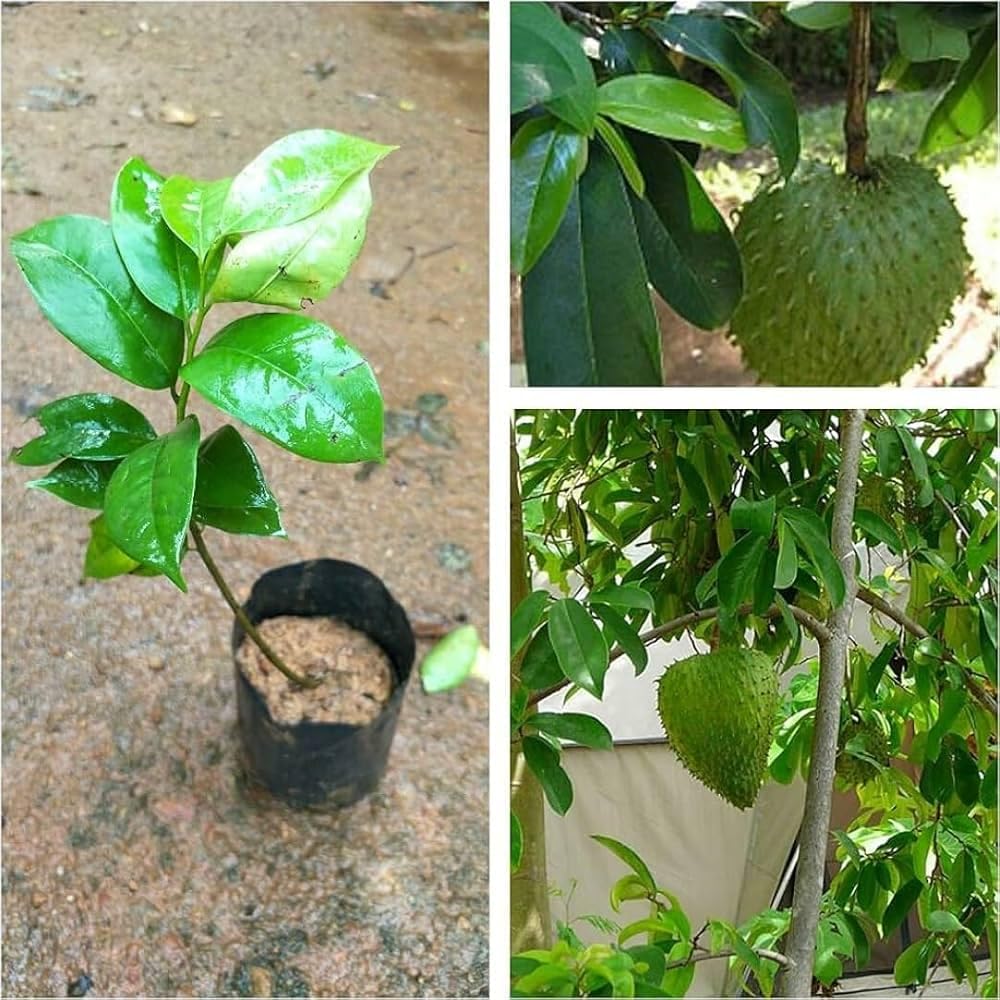 Live Soursop Tree - Cancer/Supuro/Laxman Fal Plant - 2-3 Feet Height, Fast-Growing Tropical Fruit Plant, Indoor/Outdoor, Fruit in 1.5-2 Years..