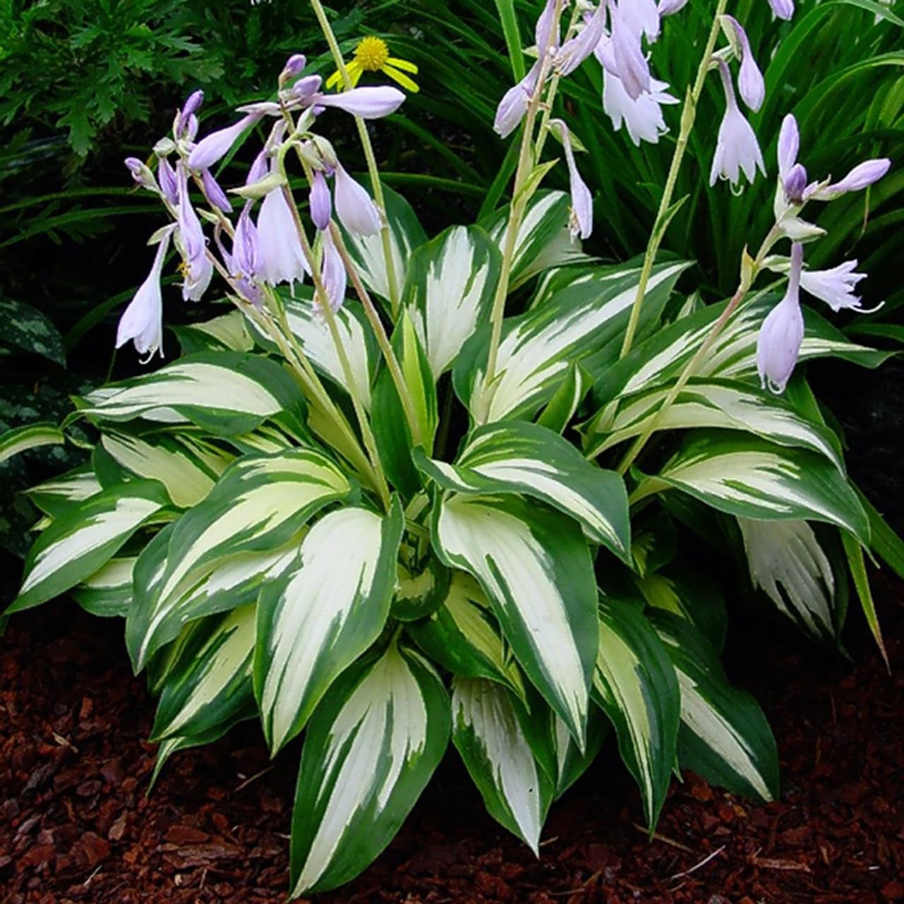 50+ SEEDS- Hosta Mix Flower Seeds For Planting- Grow Year Round.
