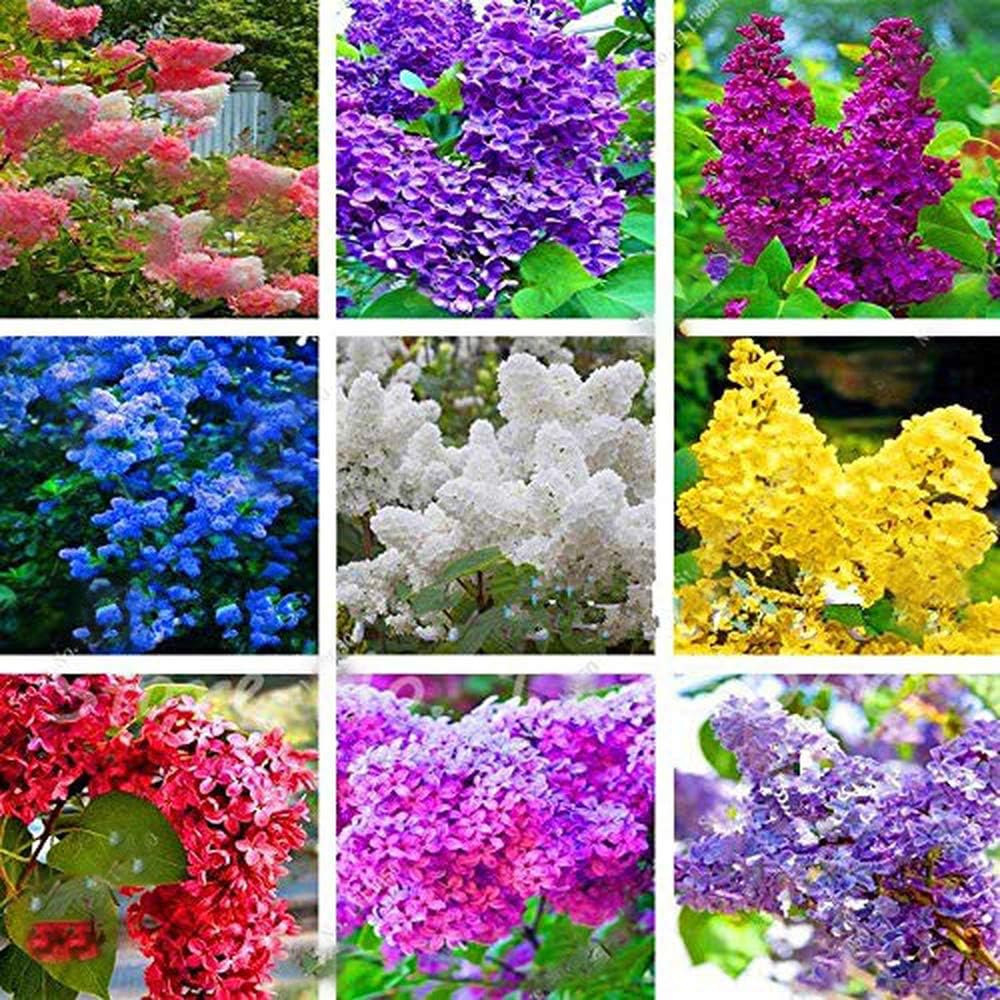 50+ Mixed Lilac Tree Seeds Fragrant Flowers Flower Perennial Bush Dwarf Plants