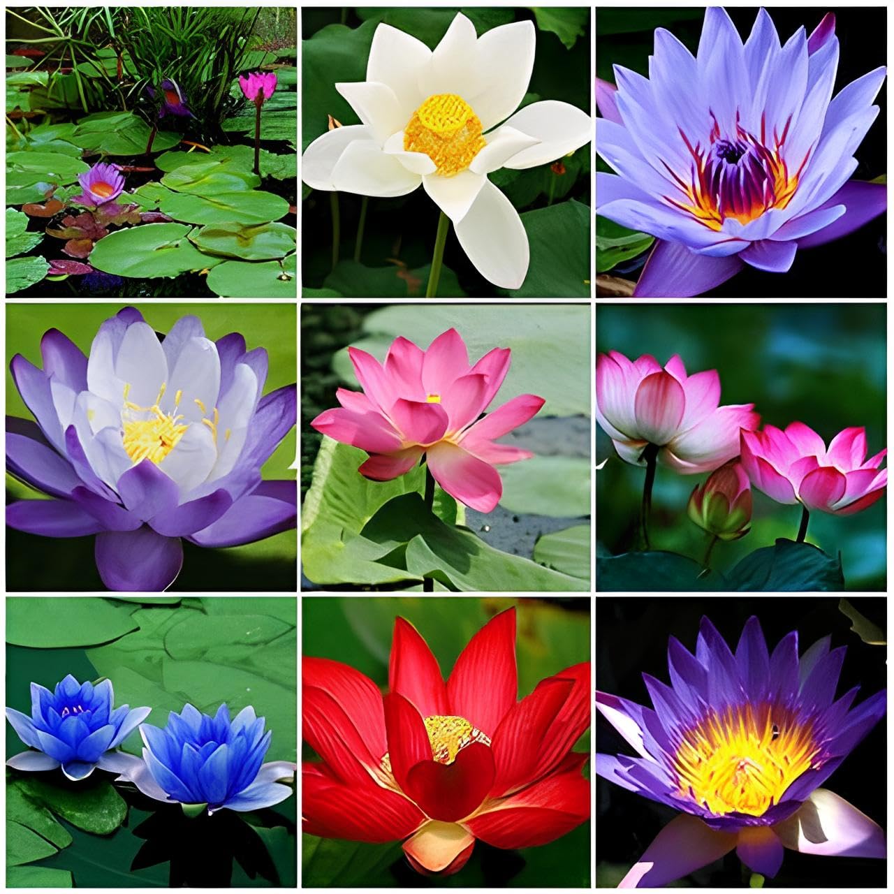 Mix Colour Lotus Seeds Home Garden Pack- 20 Fresh Seeds - Seeds Ville