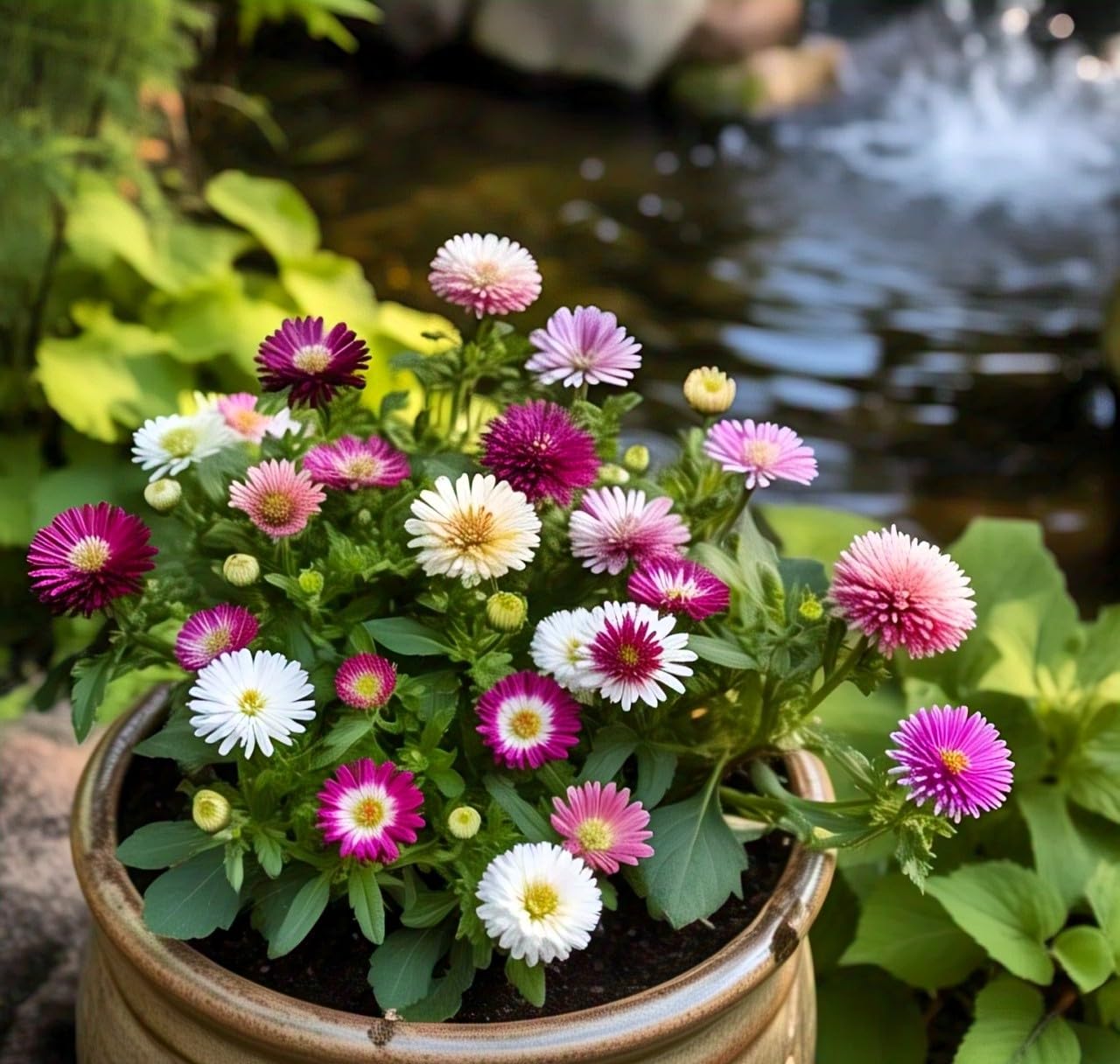 NooElec Seeds India - 65 SEEDS of Beautiful Mix Colour Pyrethrum Flowers - Natural Insect Repellent, Grow Year-Round, Ideal for Indoors and Outdoors. - Seeds Ville