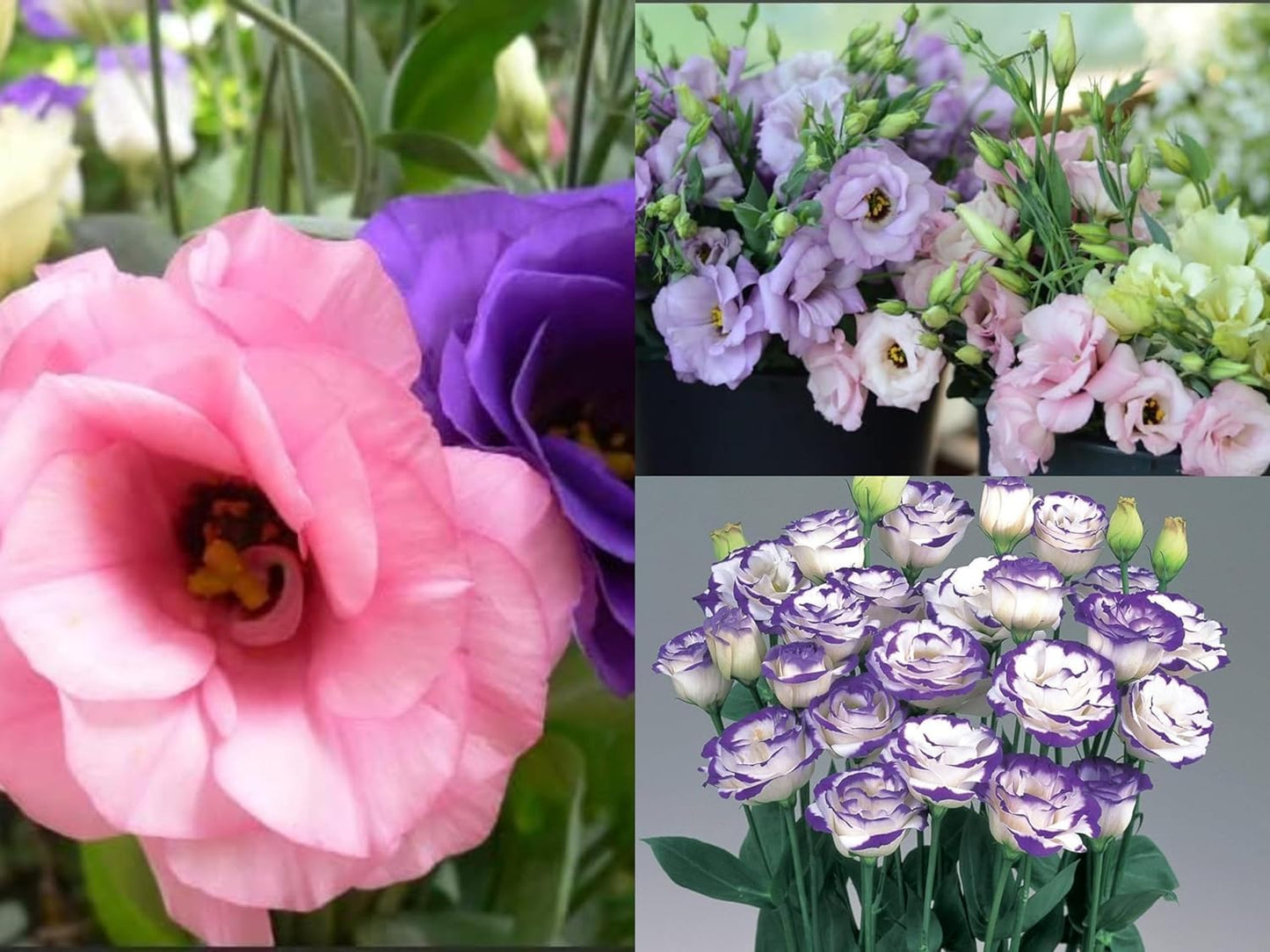 110+ Seeds- Mixed Eustoma Grandiflorum-Lisianthus Flower Seeds-Perennial- Grow In All Seasons - Seeds Ville