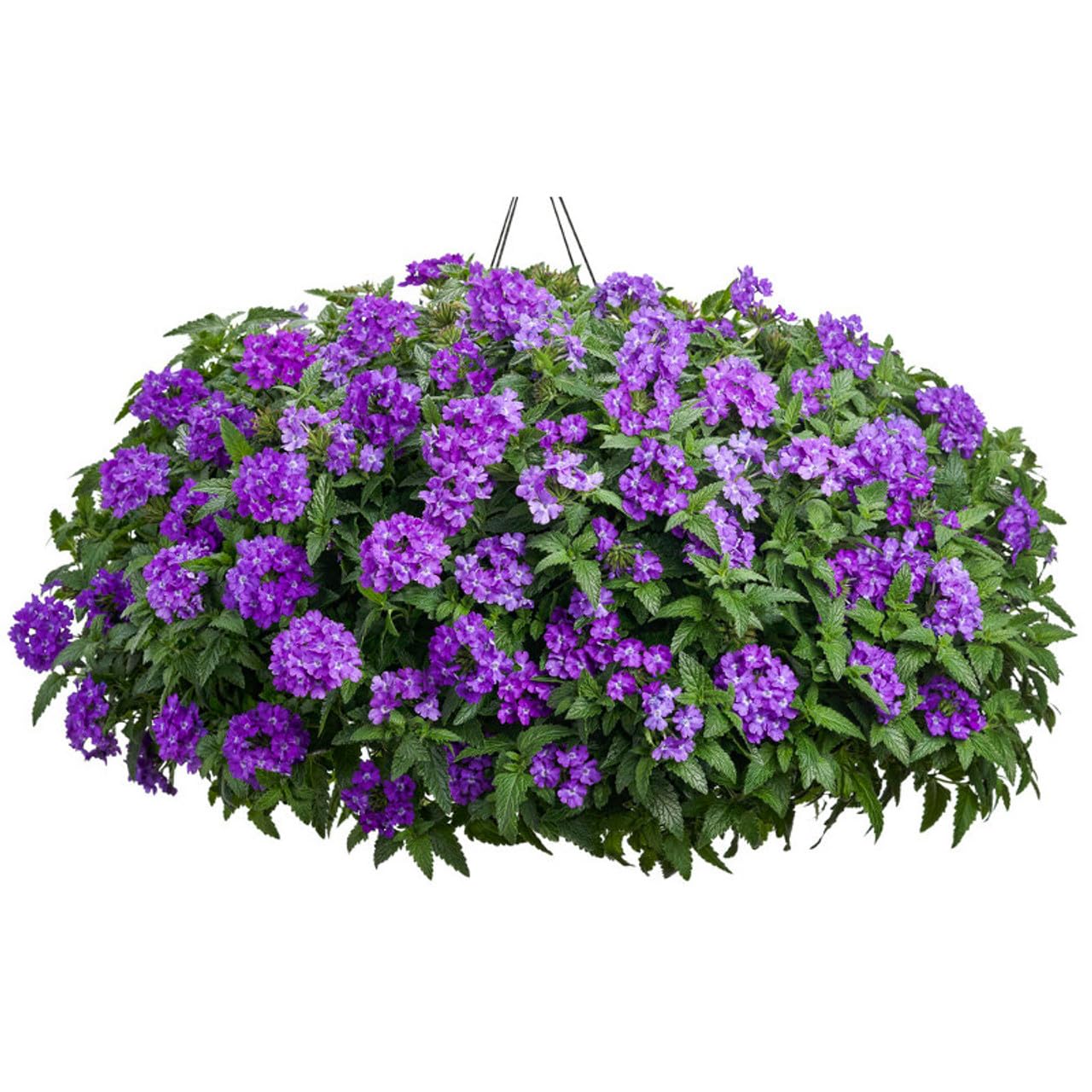 NooElec Seeds India 35+ SEEDS- Verbena Superbena 'Violet Ice' Flower Seeds For Planting Home Garden, - Seeds Ville