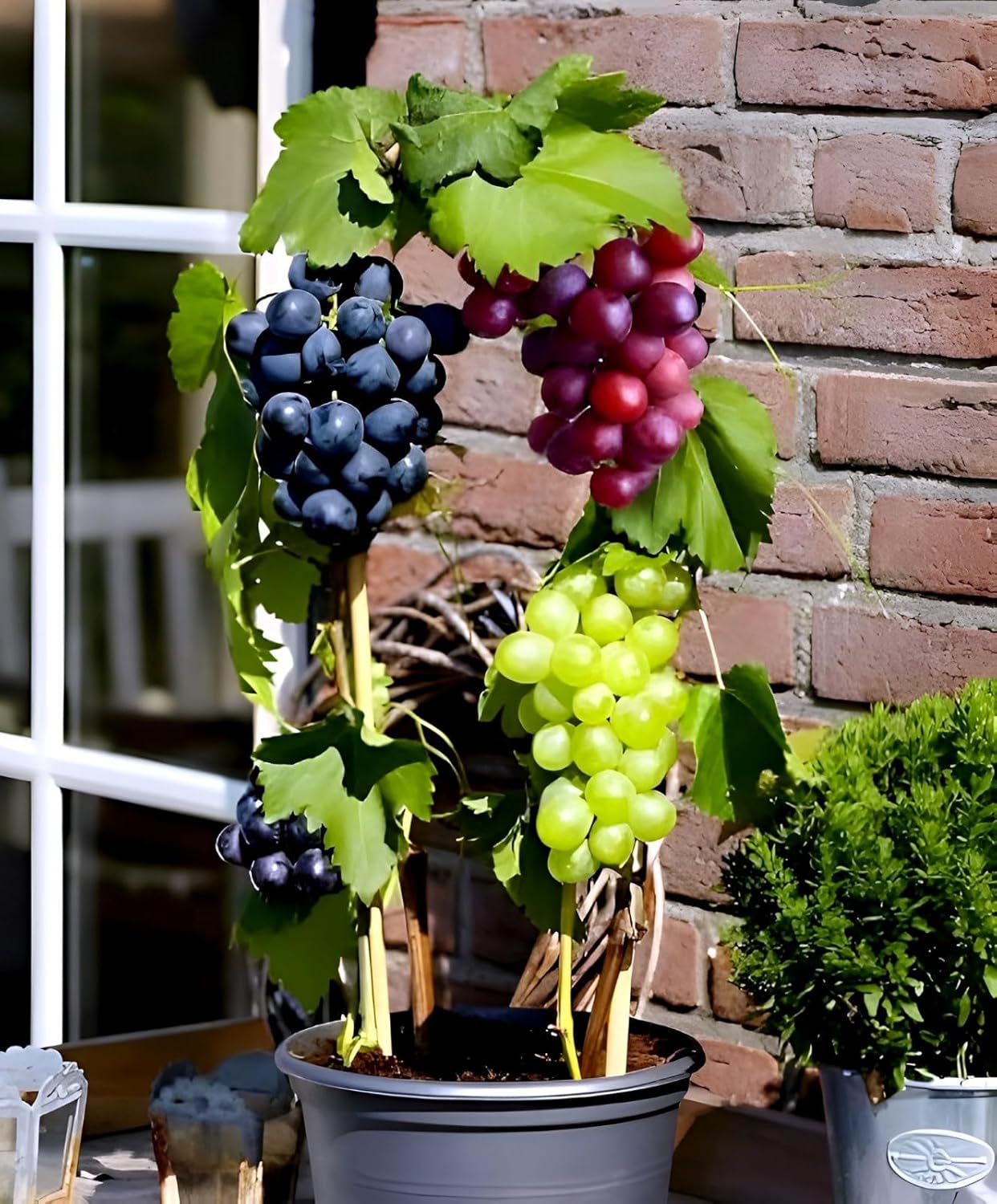 Live Grapes Plant Combo Pack of 3 | Black, Red & Green Fruit-Bearing Grafted Vines | Healthy Saplings for Home Garden, Terrace, Balcony | Organic Grape Plants Combo Pack of 3