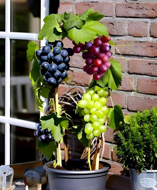 Live Grapes Plant Combo Pack of 3 | Black, Red & Green Fruit-Bearing Grafted Vines | Healthy Saplings for Home Garden, Terrace, Balcony | Organic Grape Plants Combo Pack of 3