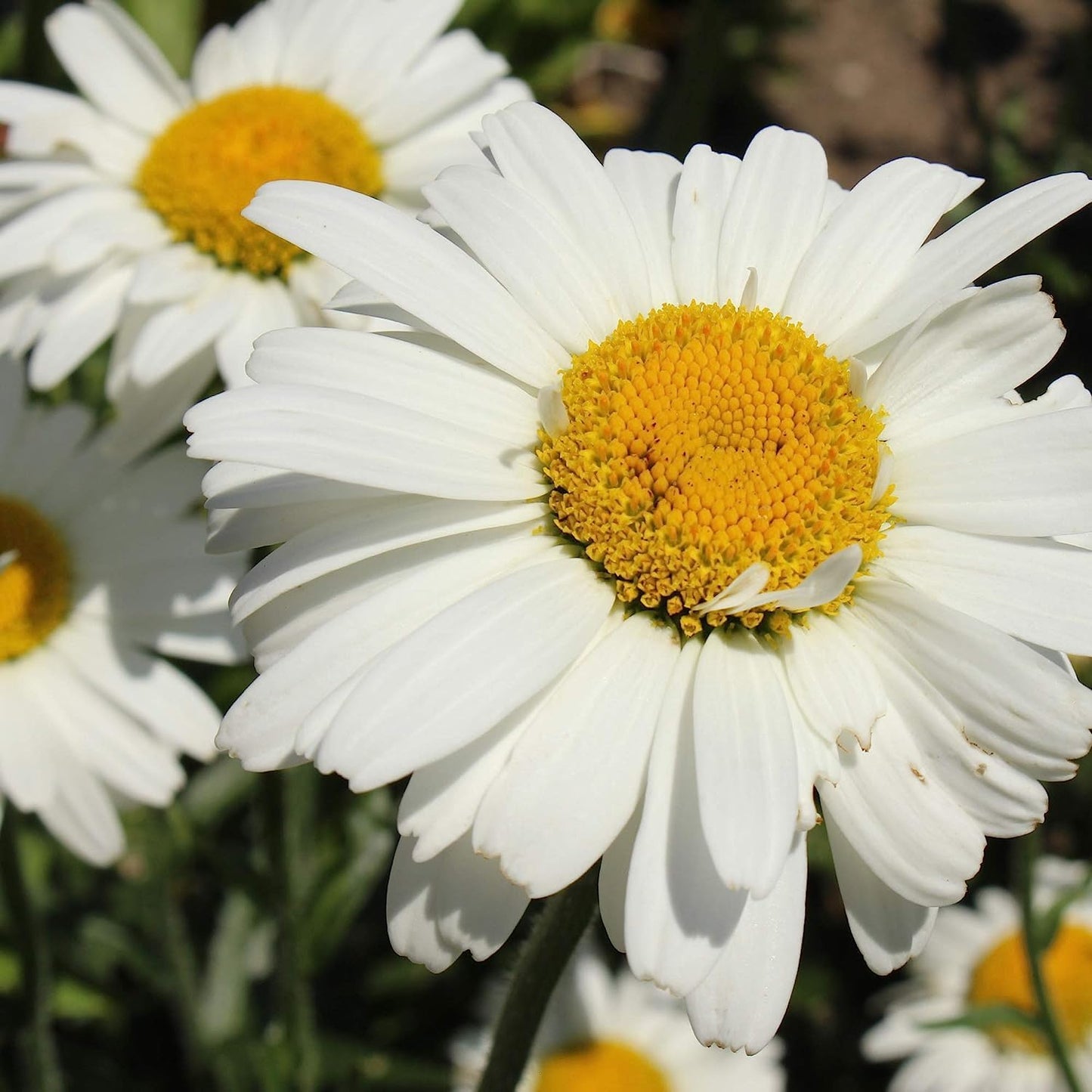 50+ Seeds- White Chrysanthemum Shasta Daisy Wild Flowers Seeds For Planting- Grow Year Round. - Seeds Ville