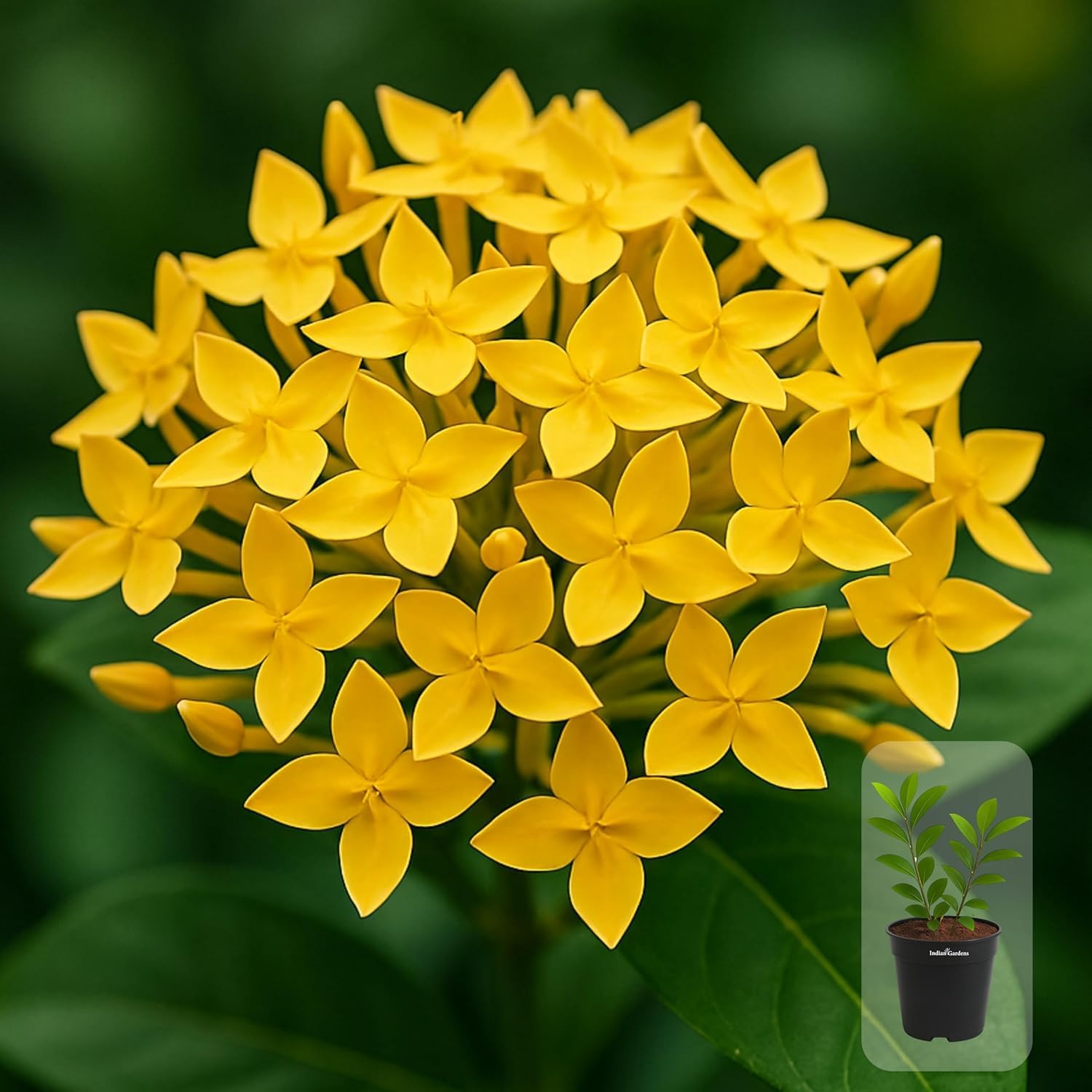 Indian Gardens - Ixora Mini Coccinea Red | Jungle geranium | Flame of the woods | Jungle flame | pendkuli live plant Outdoor Plant with 4 Inch Pot