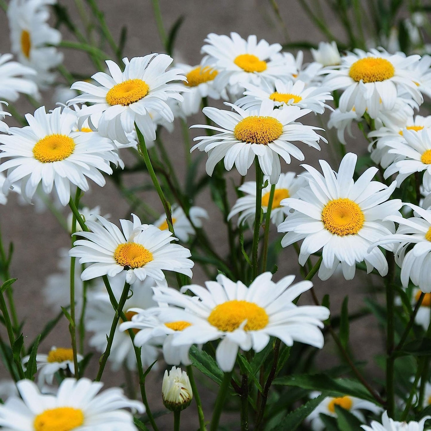 50+ Seeds- White Chrysanthemum Shasta Daisy Wild Flowers Seeds For Planting- Grow Year Round. - Seeds Ville