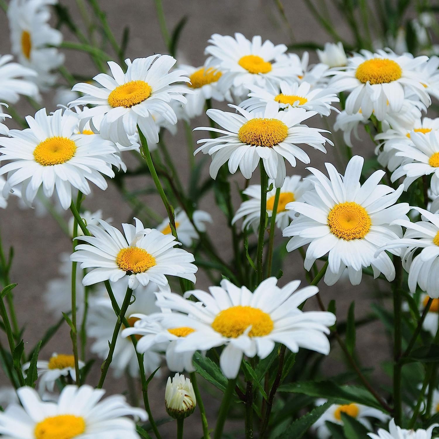 50+ Seeds- White Chrysanthemum Shasta Daisy Wild Flowers Seeds For Planting- Grow Year Round. - Seeds Ville
