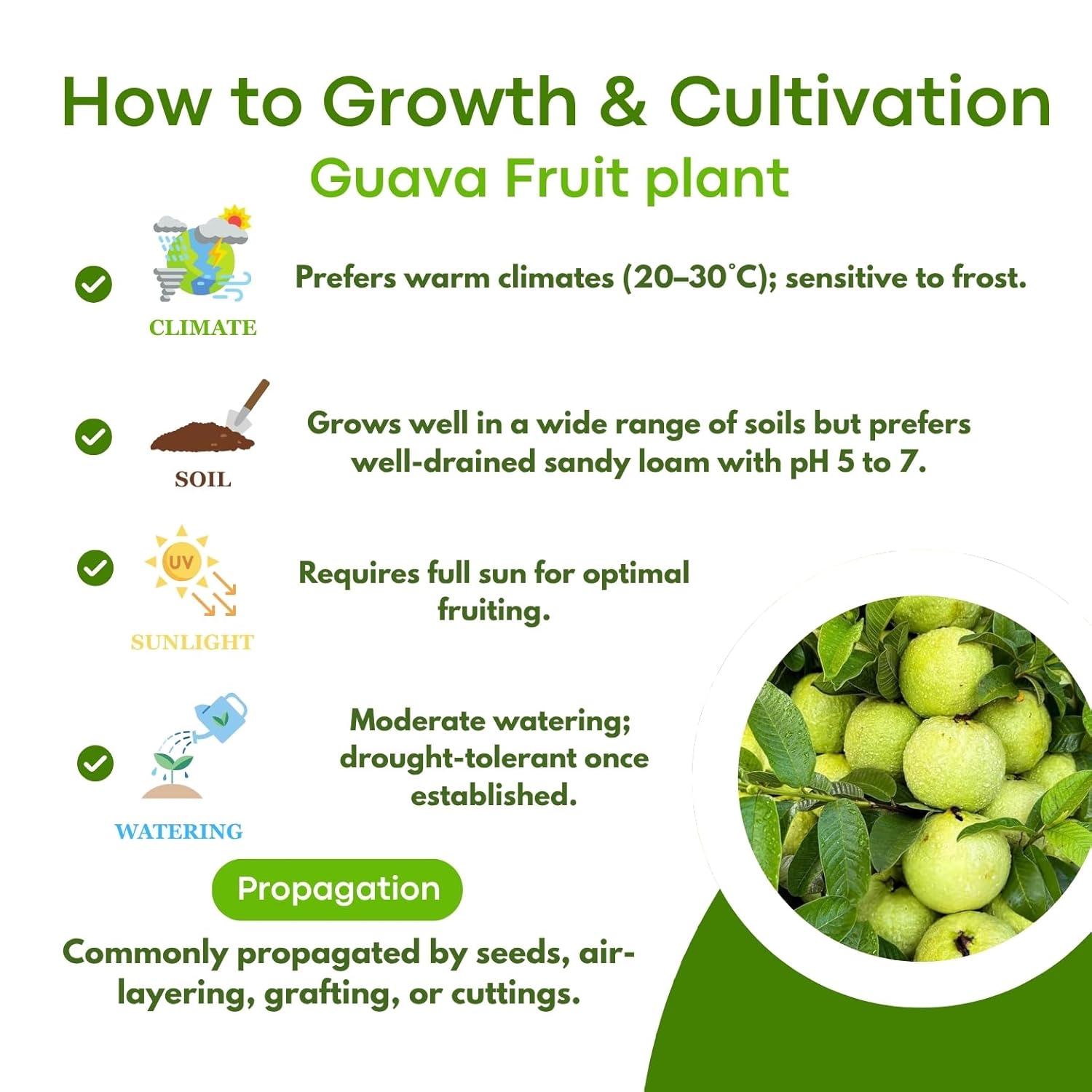 Indian Gardens – White Guava Live Plant | Healthy Fruit Plant for Home & Garden | Sweet, High Yield Variety | Fast Growing Plant with 4 inch Pot