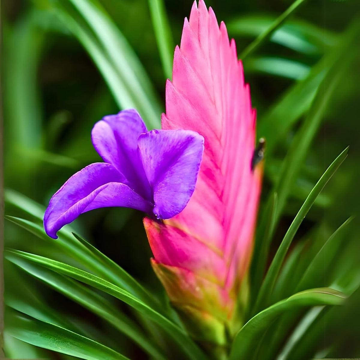 Seeds Ville Pink Quill Tillandsia Live Plant in Pot