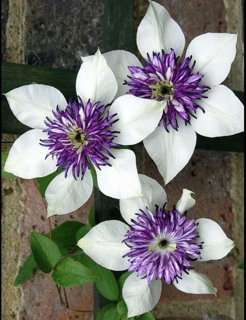 Seeds Ville Clematis Rhizome Bulb Fast Growing Flowering Vine