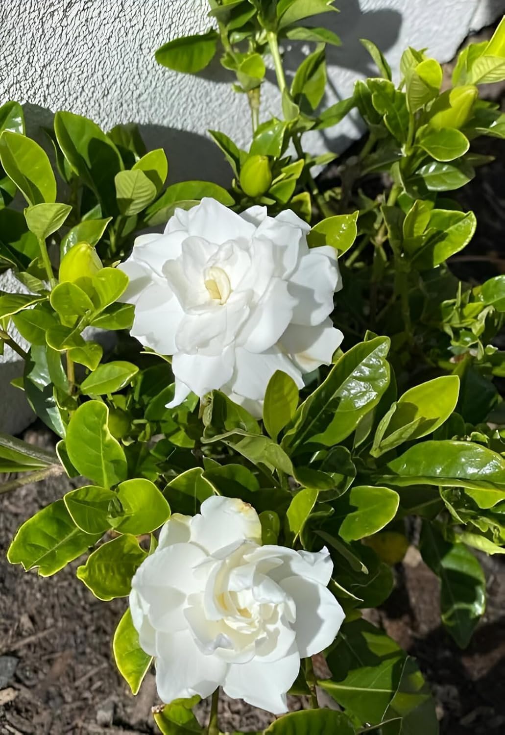 RootFuel Gardenia Gandharaj Live Plant for Home Garden and Indoor Décor | Fragrant White Flower Plant for Balcony Terrace and Outdoor | Easy to Grow All Season Plant (Without Pot, Pack of 1)