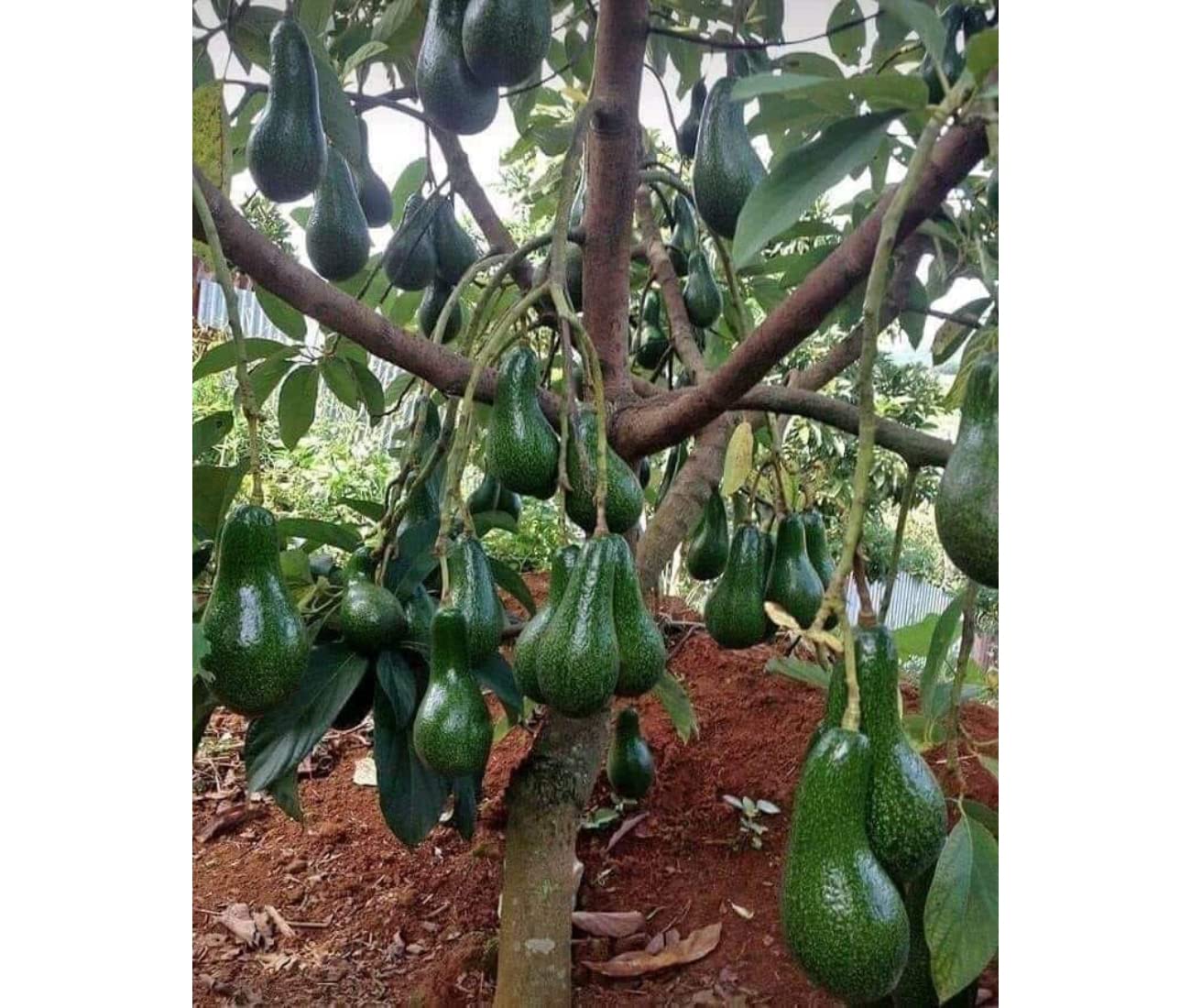 Avocado Frout Plant (Plant height 1.5-2.5 Feet) Butter Fruit - Plant Hybrid Hass Avocado Persea Americana Alligator Pear Butter Fruit Vena Ey Evokaido Phal Aveakkadea Phalam Rare Variety Tree