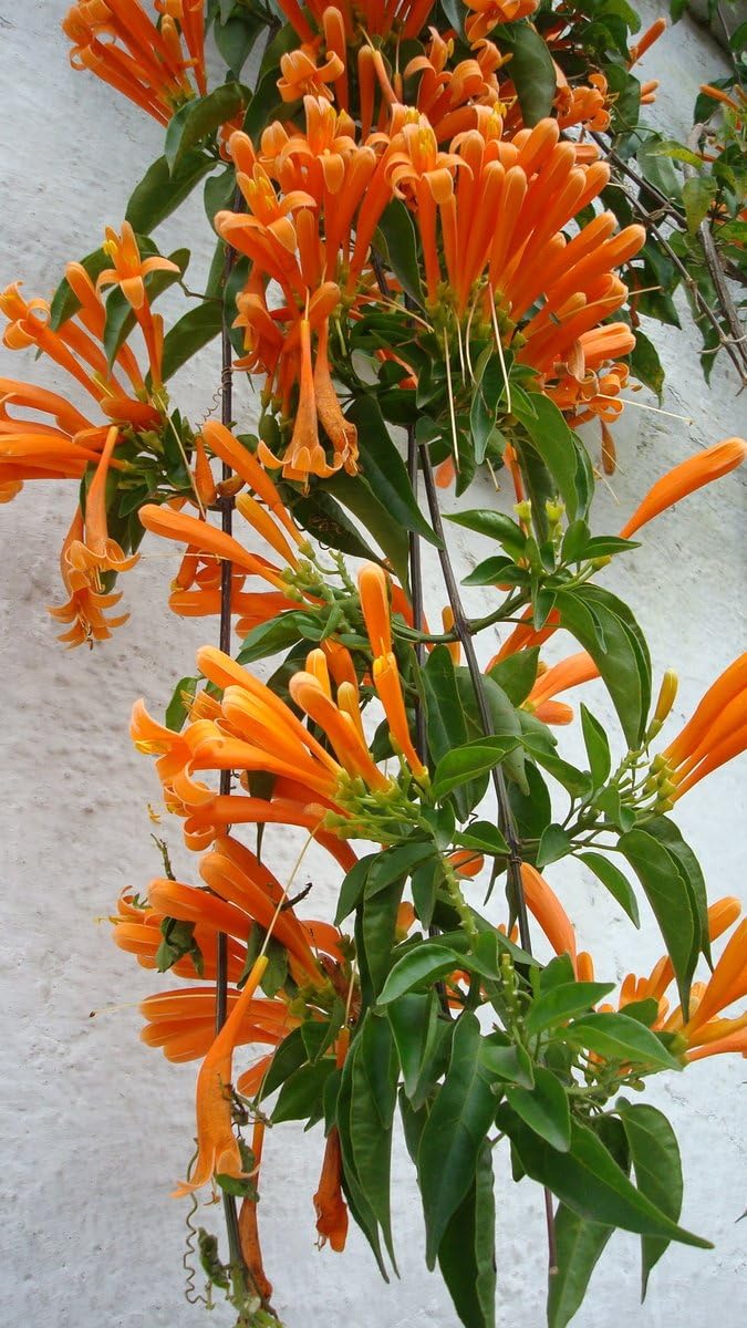 Flame Vine Orange Trumpet Vine Flaming Trumpet Vine-Creepers And Climbers Flower Plant Orange Bignonia Pyrostegia Venusta Bignonia Venusta Live Flower Plant Plant
