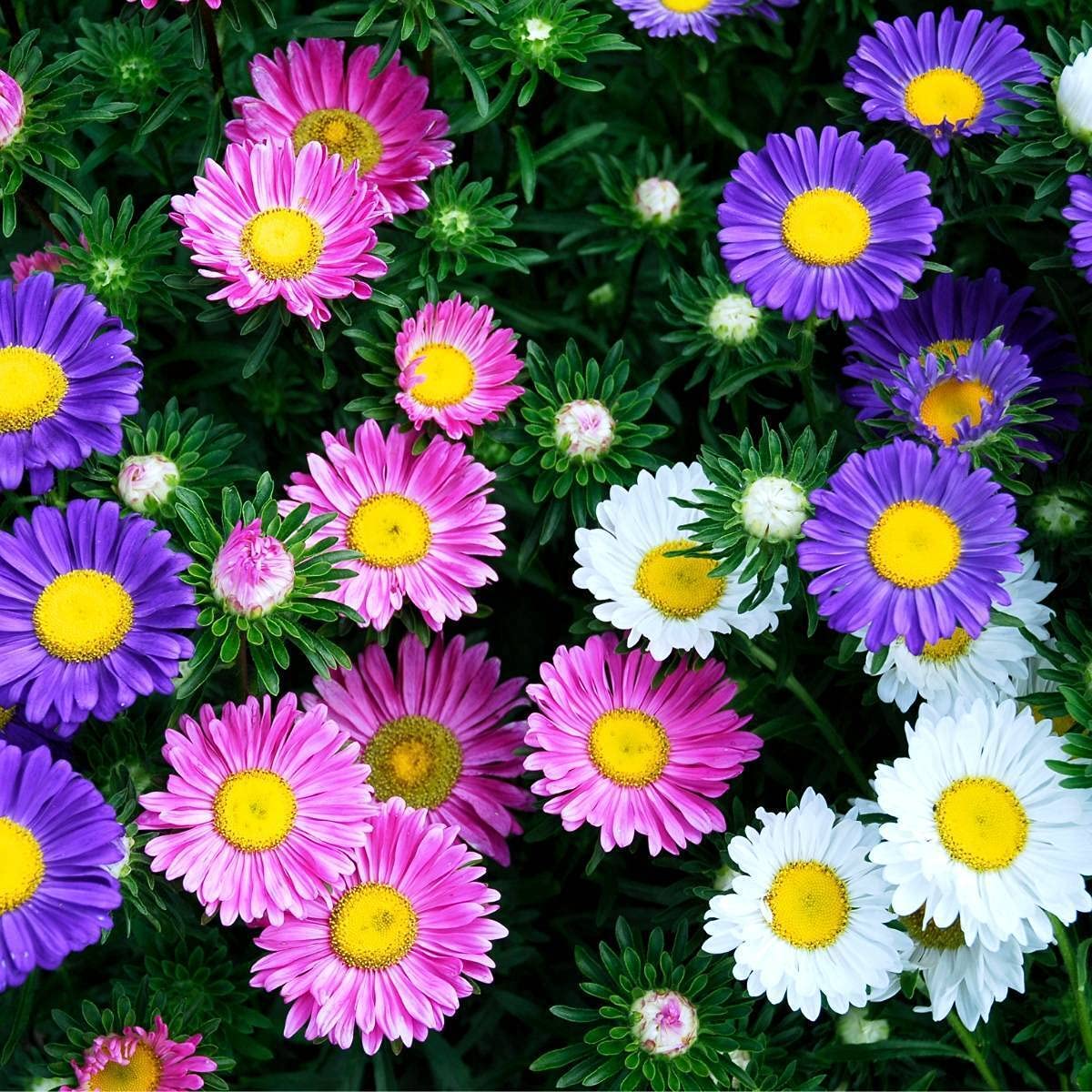 Mix EXOTIC Flower Seeds Combo Pack- Aster Rainbow Mix, Hollyhock Mix, Verbena Mix - 20 Seeds of Each - Seeds Ville