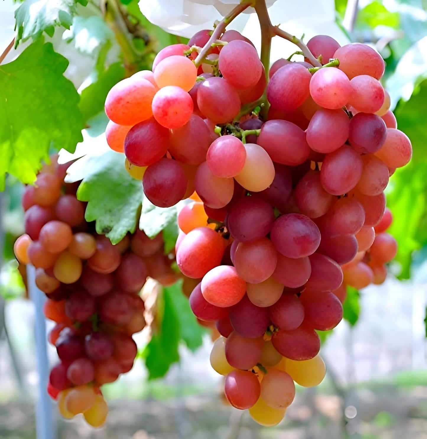Live Grapes Plant Combo Pack of 3 | Black, Red & Green Fruit-Bearing Grafted Vines | Healthy Saplings for Home Garden, Terrace, Balcony | Organic Grape Plants Combo Pack of 3